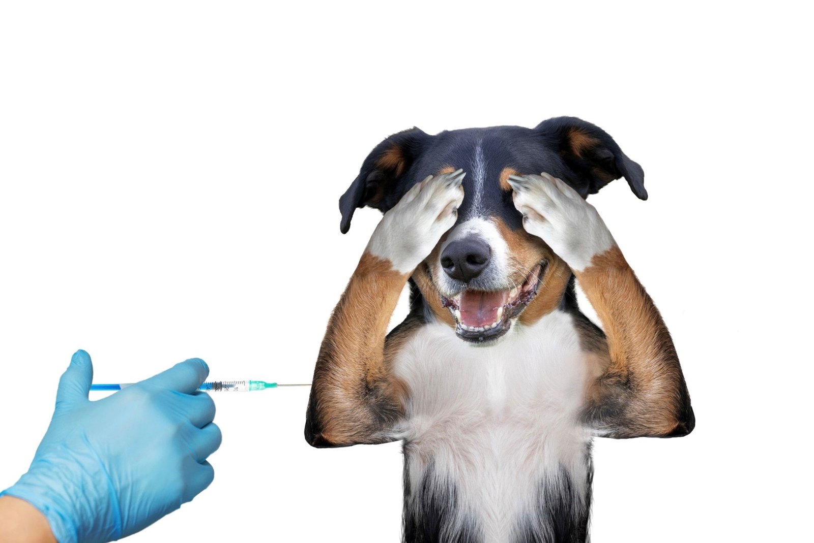 A Importância das Vacinas: Protegendo seu Cão contra Doenças 2