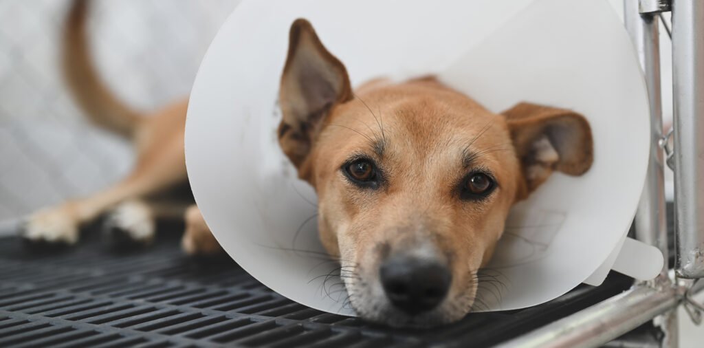 Cuidando de um Cão Pós-operatório: Dicas para uma Recuperação Rápida