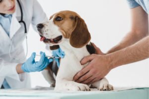 A Importância das Vacinas: Protegendo seu Cão contra Doenças