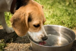 Como identificar se o seu cão está sofrendo de desidratação ou excesso de hidratação?