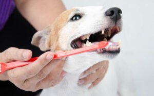 Cuidados Dentários para Cães: Dicas para um Sorriso Saudável