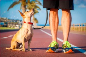 Exercícios para Cães: Mantendo seu Pet Ativo e Saudável