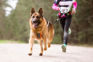 Esportes Caninos: Você Já Conhecia?