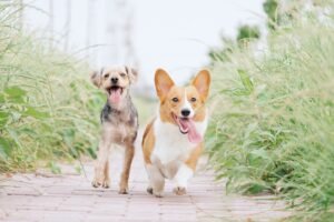 A Saga dos Cães Pequenos: Saúde e Cuidados Específicos para Raças Menores