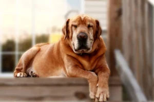 Cães Seniores: Como Cuidar de seu Pet na Terceira Idade