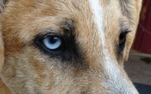 10 Passos Para Garantir Olhos Saudáveis em Seu Cão: O Guia Definitivo