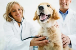 Os Benefícios dos Check-ups Regulares: Por que as Visitas Anuais ao Veterinário são Cruciais