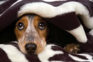 Como Lidar com a Ansiedade em Cães durante Tempestades